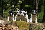 BOULEDOGUE FRANCAIS 378